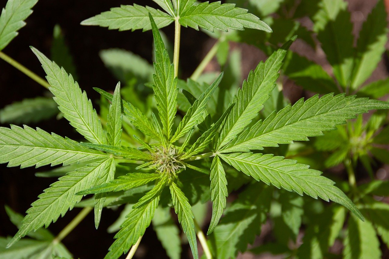 cannabidiol weed medicine